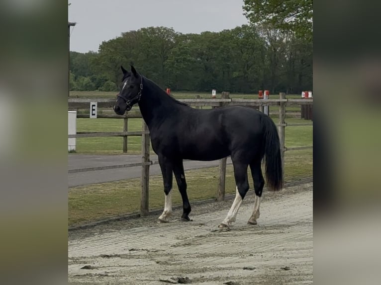 Frison oriental Jument 2 Ans 165 cm Noir in Emsbüren