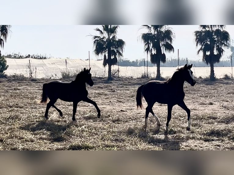 Frison oriental Jument 3 Ans in Alquerias De Santa Barbara