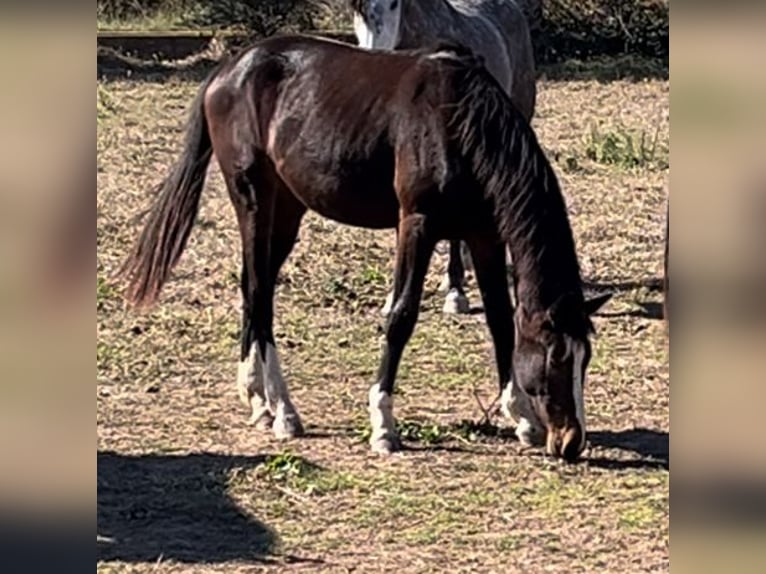 Frison oriental Jument 3 Ans in Alquerias De Santa Barbara