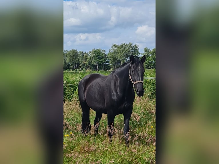 Frison oriental Jument 4 Ans 164 cm Noir in Moormerland