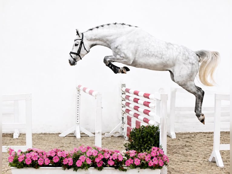 Frison oriental Jument 4 Ans 167 cm Gris in Heraklion