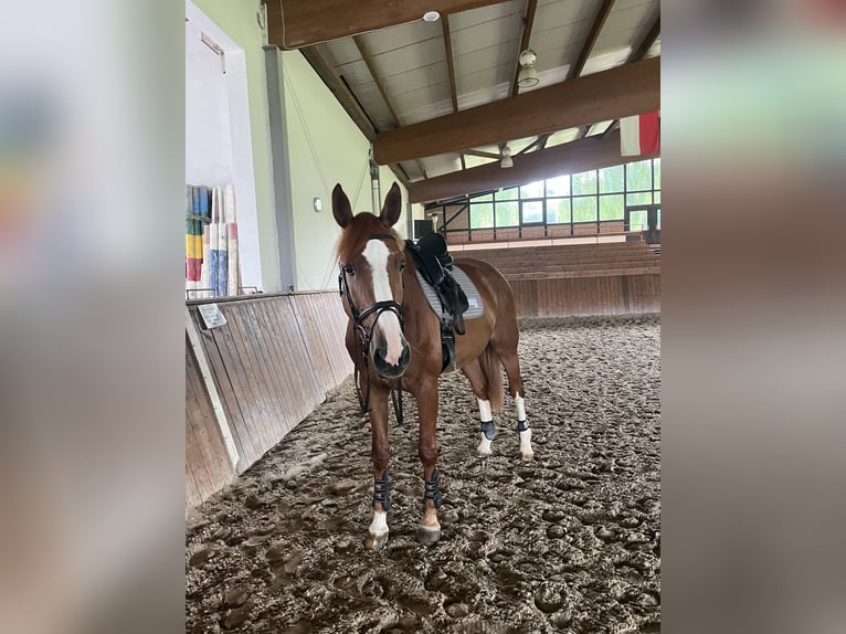 Frison oriental Jument 6 Ans 175 cm Alezan in Bonefeld