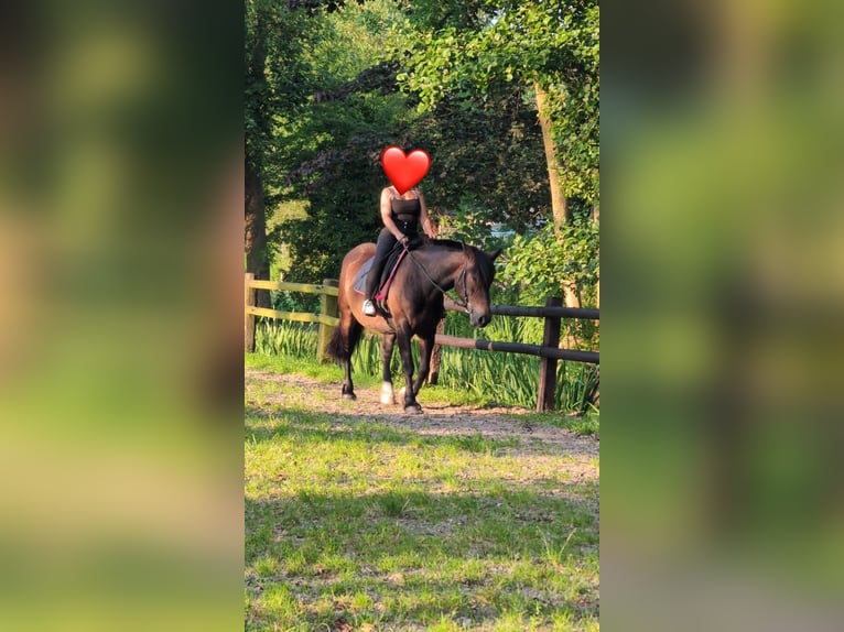 Frison oriental Jument 7 Ans 155 cm Bai brun in Wilhelmshaven