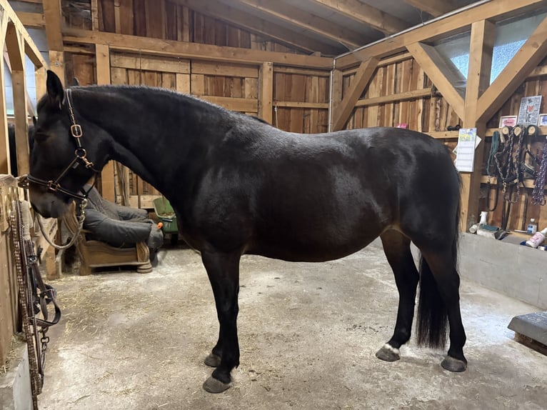 Frison oriental Jument 7 Ans 157 cm Bai brun in Südbrookmerland Victorbur
