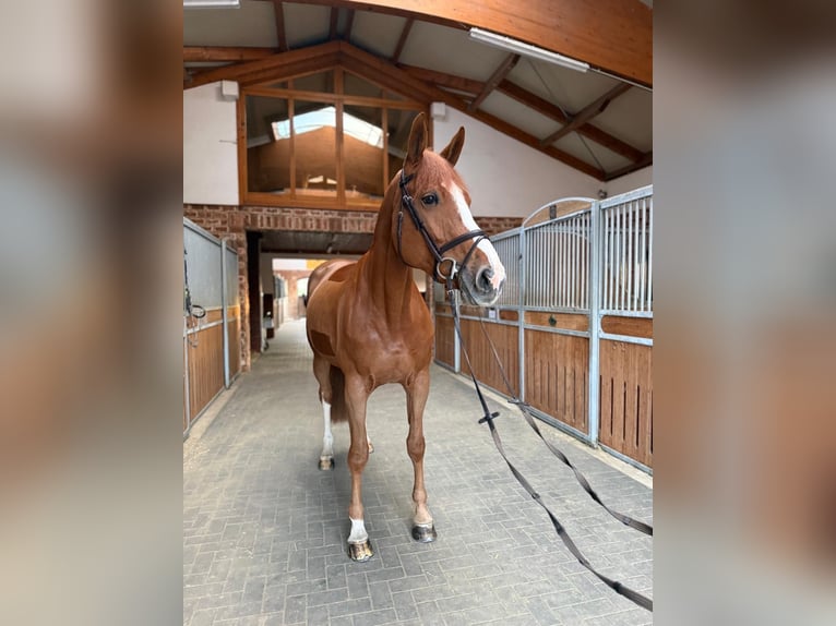 Frison oriental Jument 7 Ans 175 cm Alezan in Bonefeld