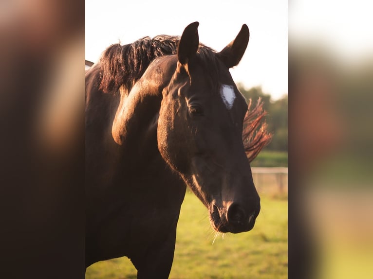 Frison oriental Jument 8 Ans 157 cm Bai brun in D&#xF6;tlingenD&#xF6;tlingen