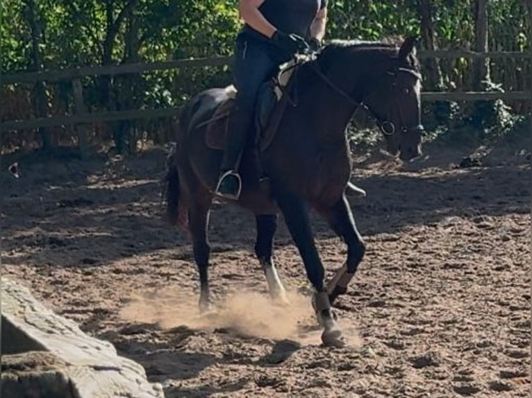 Frison oriental Jument 9 Ans 157 cm Bai brun in DötlingenDötlingen