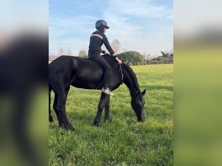 Frisón oriental Yegua 10 años 164 cm Morcillo in Bedizzole
