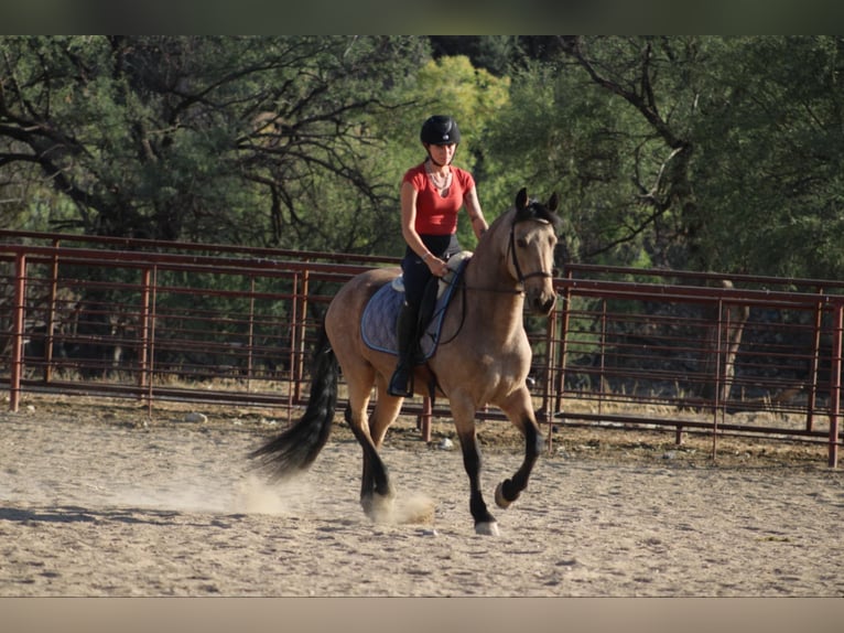 Frisone / Frisone Occidentale Mix Castrone 10 Anni 147 cm Pelle di daino in Nogales, AZ