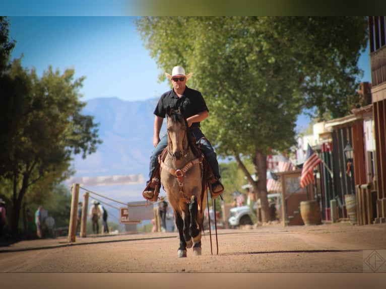 Frisone / Frisone Occidentale Mix Castrone 10 Anni 147 cm Pelle di daino in Nogales, AZ