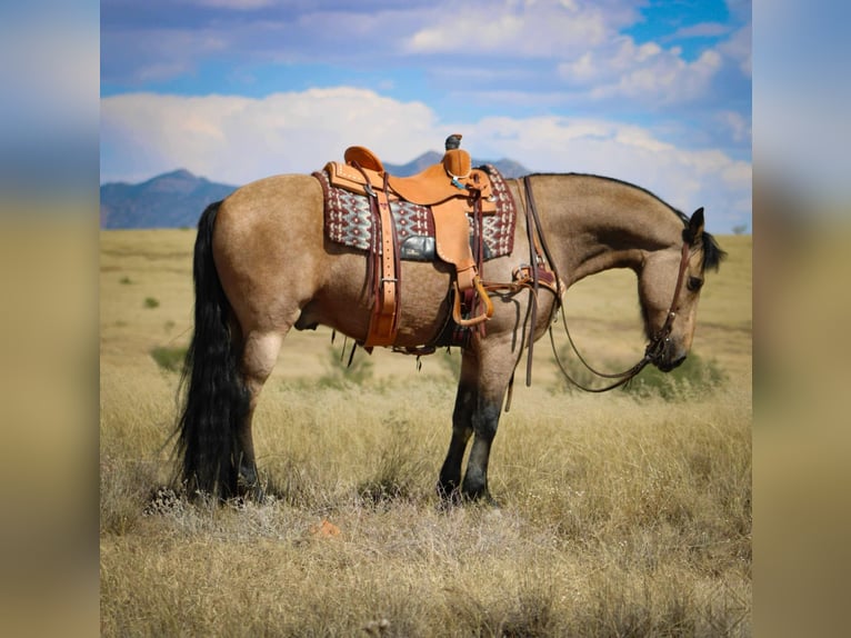 Frisone / Frisone Occidentale Mix Castrone 10 Anni 147 cm Pelle di daino in Nogales, AZ