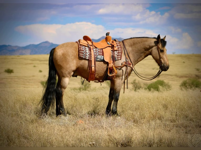 Frisone / Frisone Occidentale Mix Castrone 10 Anni 147 cm Pelle di daino in Nogales, AZ