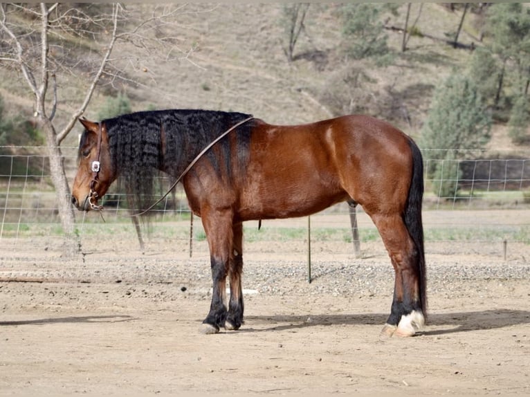 Frisone / Frisone Occidentale Castrone 10 Anni 155 cm Baio ciliegia in Paicines CA