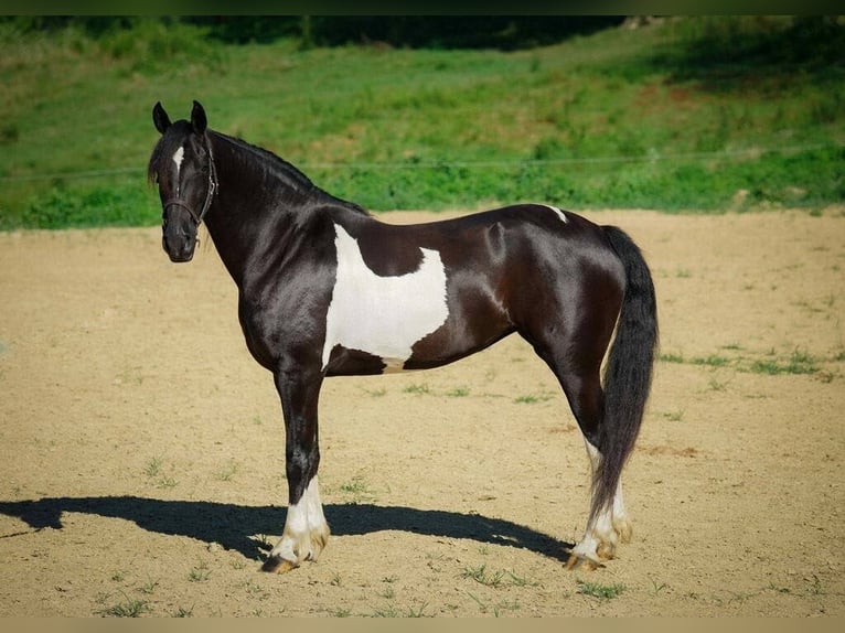 Frisone / Frisone Occidentale Castrone 10 Anni 163 cm Tobiano-tutti i colori in Millersburg OH