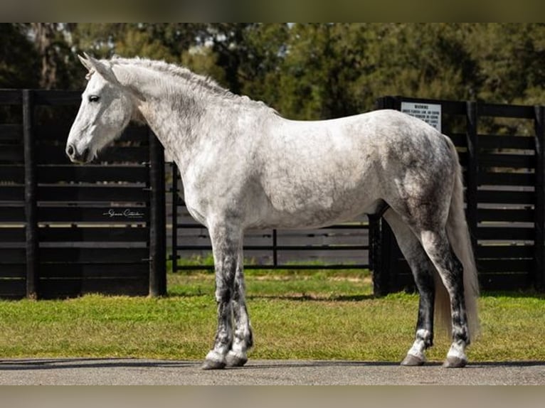 Frisone / Frisone Occidentale Castrone 10 Anni 165 cm Grigio in OCALA, FL