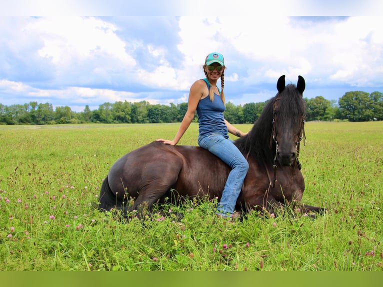 Frisone / Frisone Occidentale Castrone 11 Anni 165 cm Morello in Highland MI