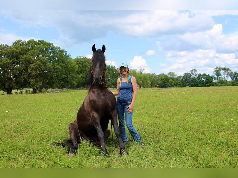 Frisone / Frisone Occidentale Castrone 11 Anni 165 cm Morello in Highland MI