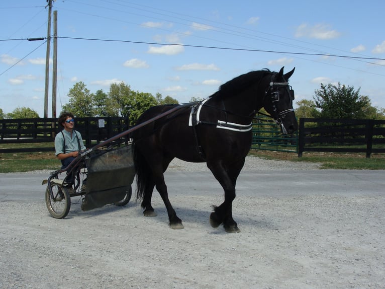 Frisone / Frisone Occidentale Castrone 11 Anni 170 cm Morello in Hillsboro KY