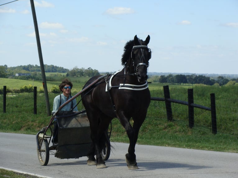 Frisone / Frisone Occidentale Castrone 11 Anni 170 cm Morello in Hillsboro KY