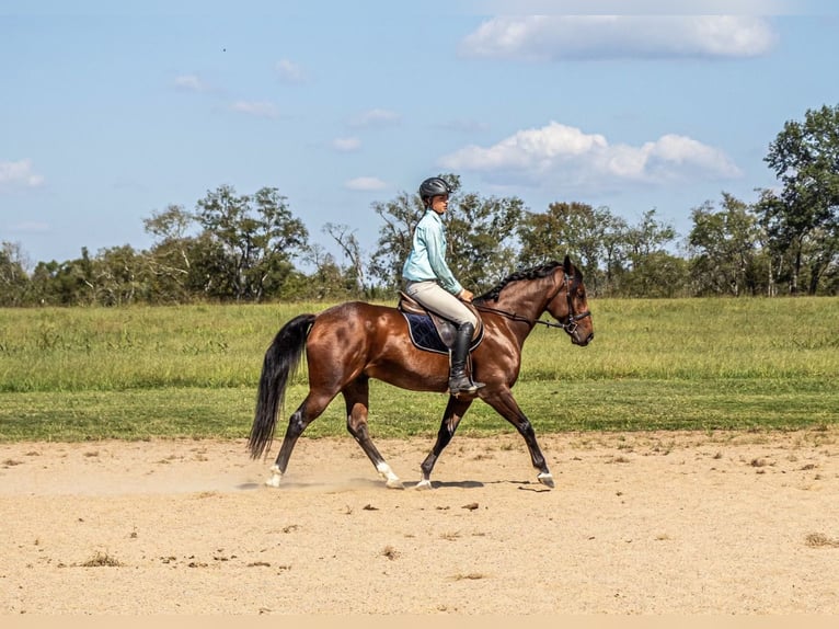 Frisone / Frisone Occidentale Mix Castrone 13 Anni 160 cm Baio roano in Fayetteville, TN