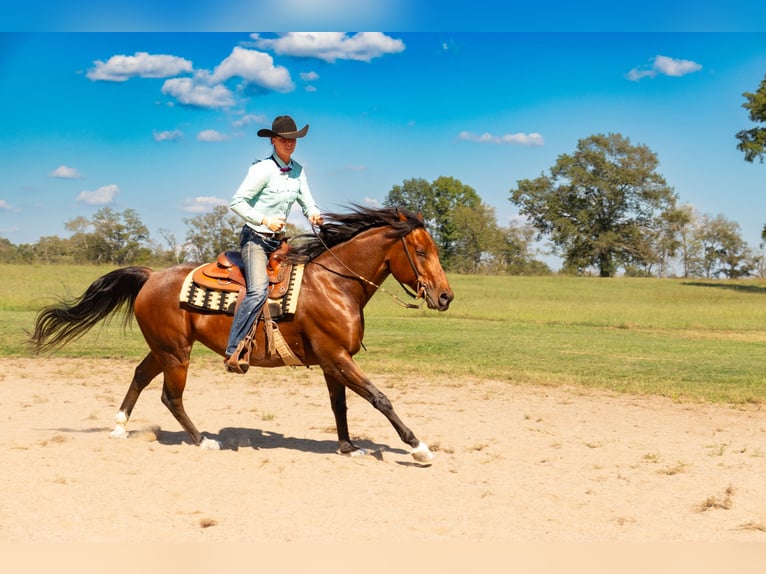 Frisone / Frisone Occidentale Mix Castrone 13 Anni 160 cm Baio roano in Fayetteville, TN