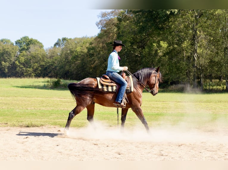 Frisone / Frisone Occidentale Mix Castrone 13 Anni 160 cm Baio roano in Fayetteville, TN