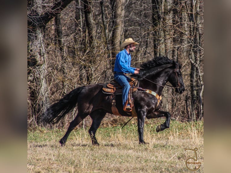 Frisone / Frisone Occidentale Castrone 13 Anni Baio in wALKERTON in