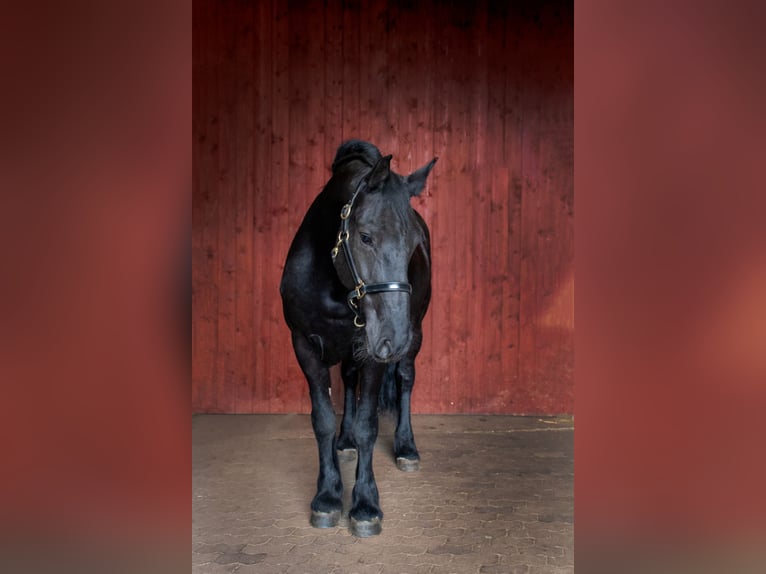 Frisone / Frisone Occidentale Castrone 14 Anni 163 cm Morello in Nettersheim