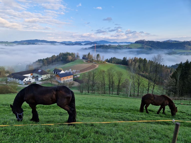 Frisone / Frisone Occidentale Castrone 14 Anni 170 cm Baio nero in Pierbach