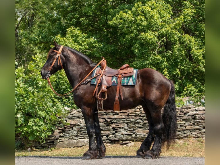 Frisone / Frisone Occidentale Castrone 17 Anni 170 cm Morello in Bedford Pa