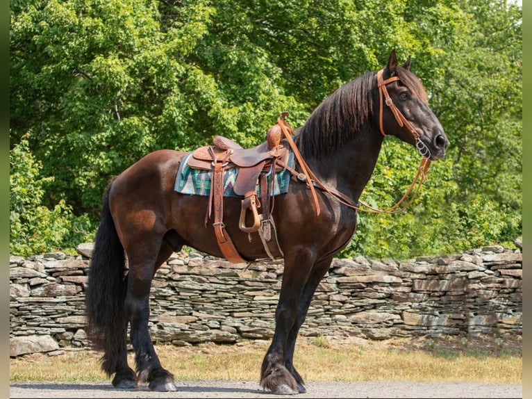 Frisone / Frisone Occidentale Castrone 17 Anni 170 cm Morello in Bedford Pa