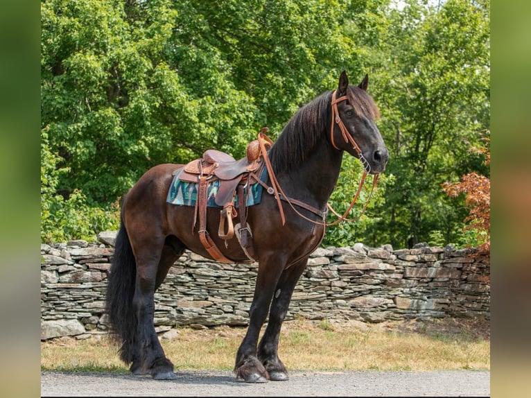 Frisone / Frisone Occidentale Castrone 17 Anni 170 cm Morello in Bedford Pa