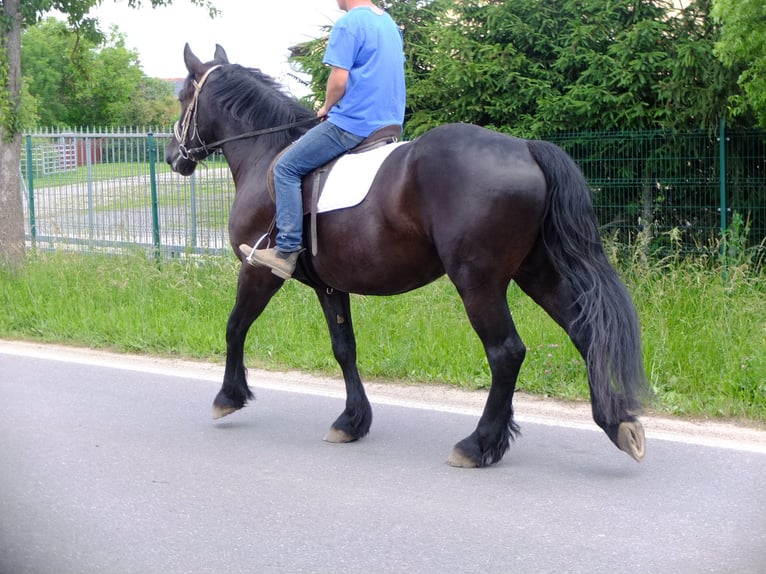 Frisone / Frisone Occidentale Mix Castrone 3 Anni 165 cm Morello in Buttstädt