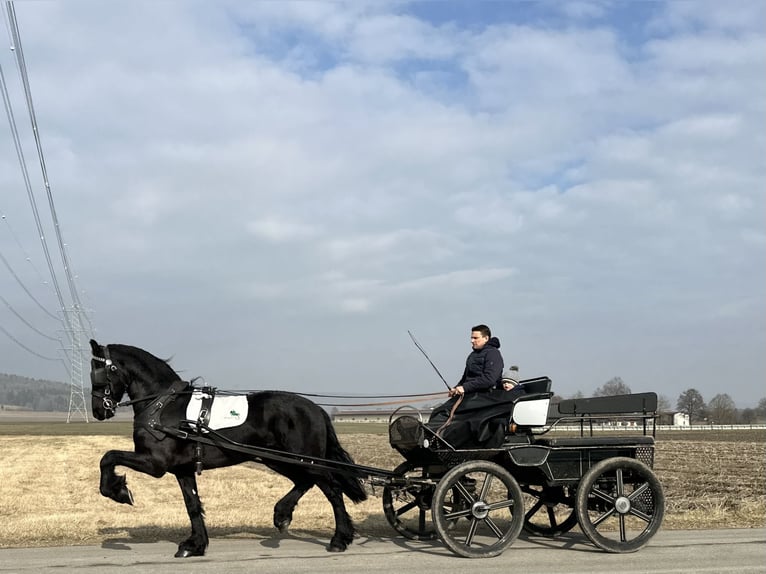 Frisone / Frisone Occidentale Castrone 3 Anni 167 cm Morello in Riedlingen