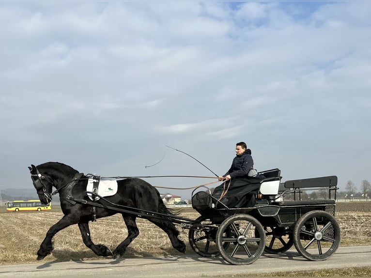 Frisone / Frisone Occidentale Castrone 3 Anni 167 cm Morello in Riedlingen