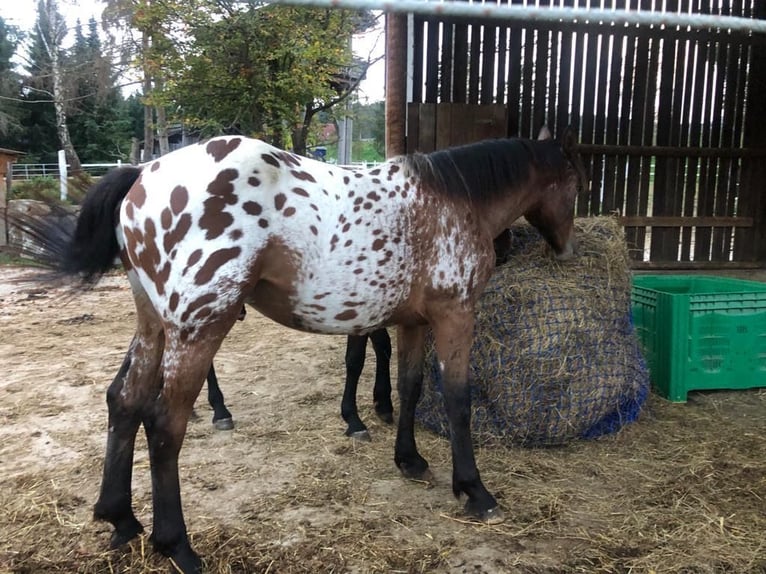 Frisone / Frisone Occidentale Mix Castrone 3 Anni 170 cm Leopard in Anger