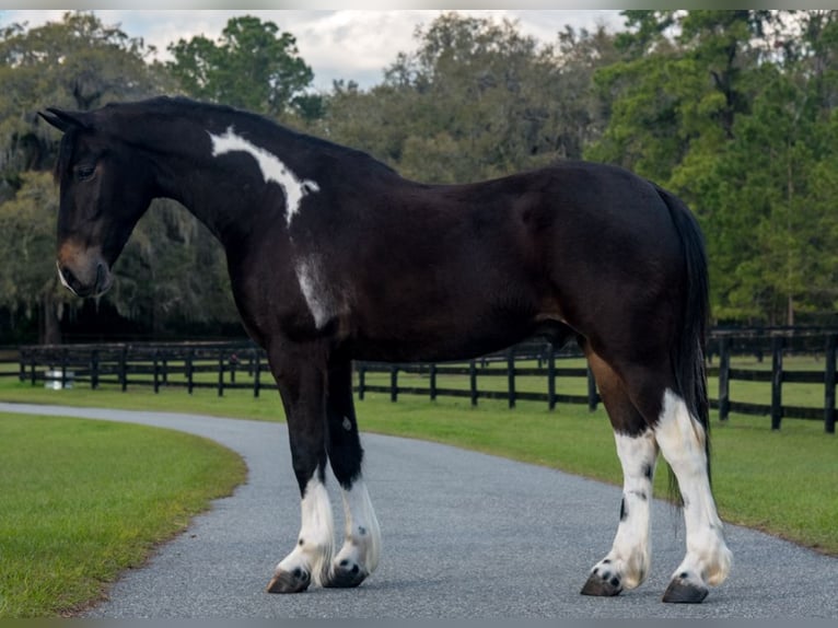 Frisone / Frisone Occidentale Mix Castrone 4 Anni 140 cm in Ocala, FL