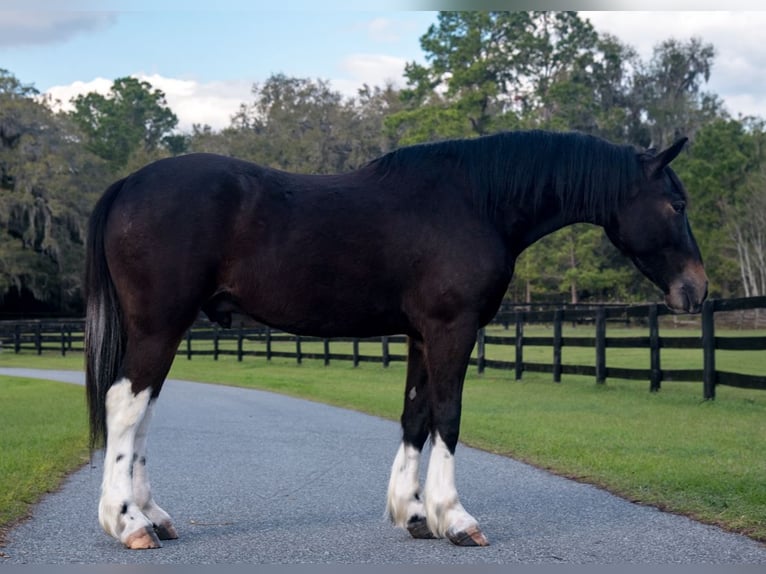 Frisone / Frisone Occidentale Mix Castrone 4 Anni 140 cm in Ocala, FL