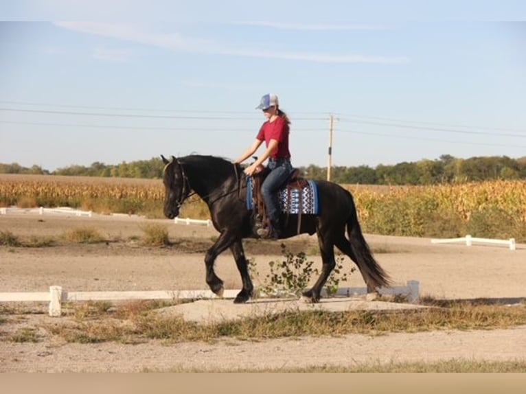 Frisone / Frisone Occidentale Mix Castrone 4 Anni 150 cm Morello in Cambridge, IA