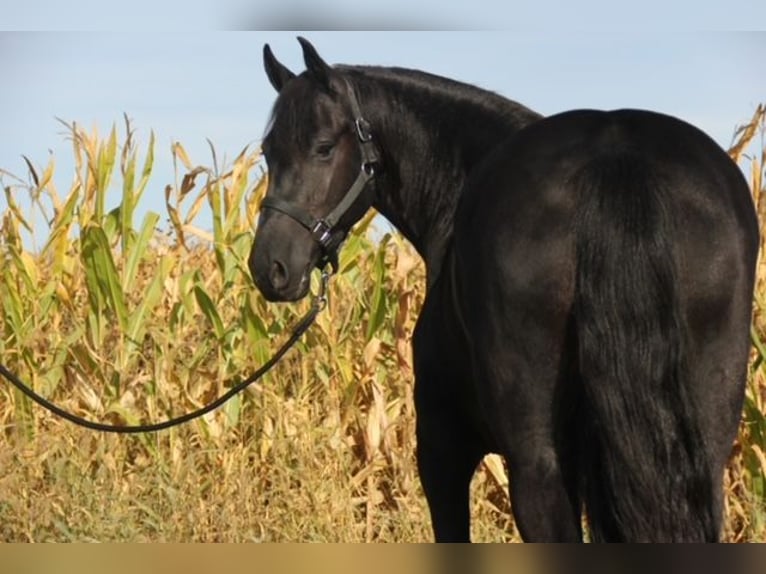 Frisone / Frisone Occidentale Mix Castrone 4 Anni 150 cm Morello in Cambridge, IA