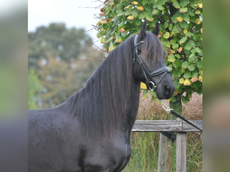 Frisone / Frisone Occidentale Castrone 4 Anni 155 cm Morello in Lunteren