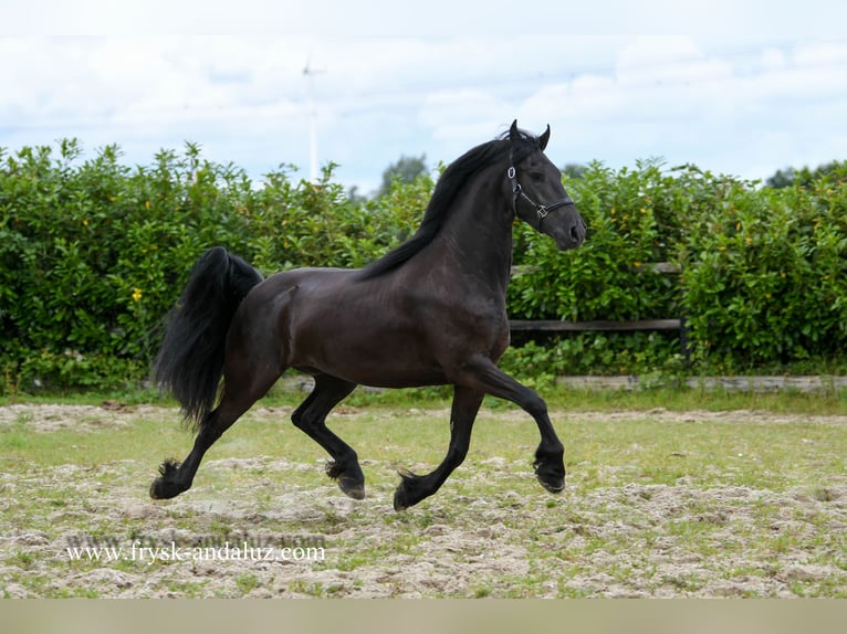 Frisone / Frisone Occidentale Castrone 4 Anni 162 cm Morello in Mijnsheerenland