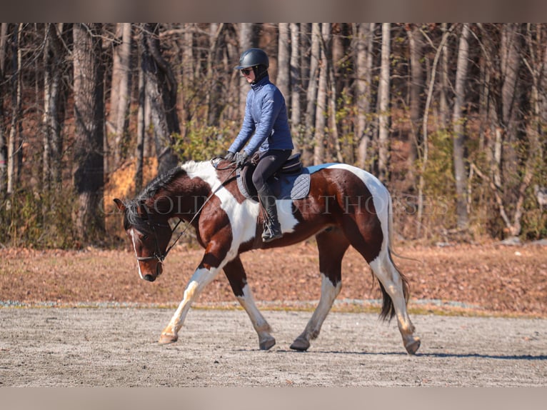 Frisone / Frisone Occidentale Mix Castrone 4 Anni 163 cm in Clover, SC