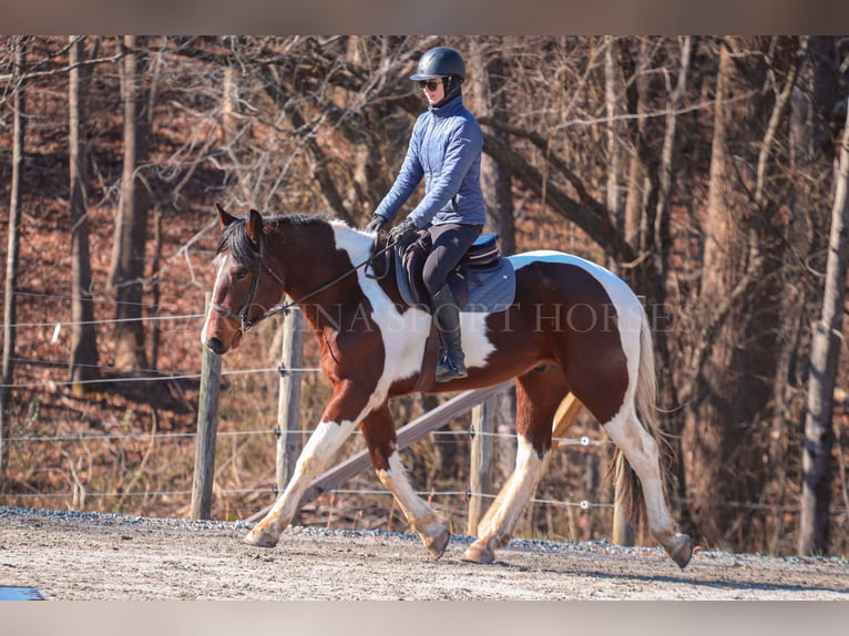 Frisone / Frisone Occidentale Mix Castrone 4 Anni 163 cm in Clover, SC