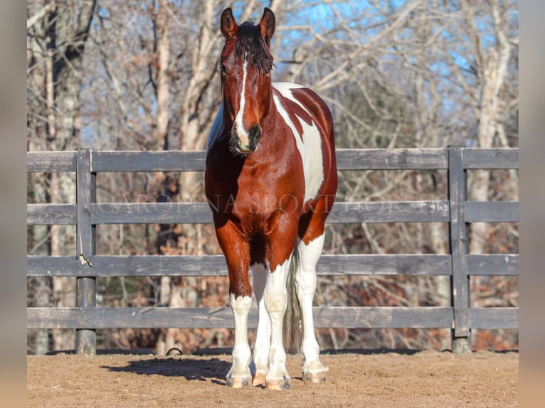 Frisone / Frisone Occidentale Mix Castrone 4 Anni 163 cm in Clover, SC