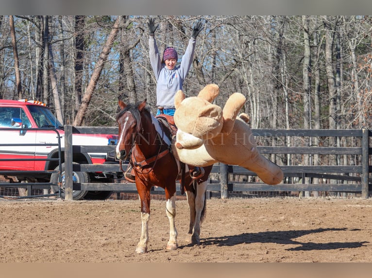 Frisone / Frisone Occidentale Mix Castrone 4 Anni 163 cm in Clover, SC