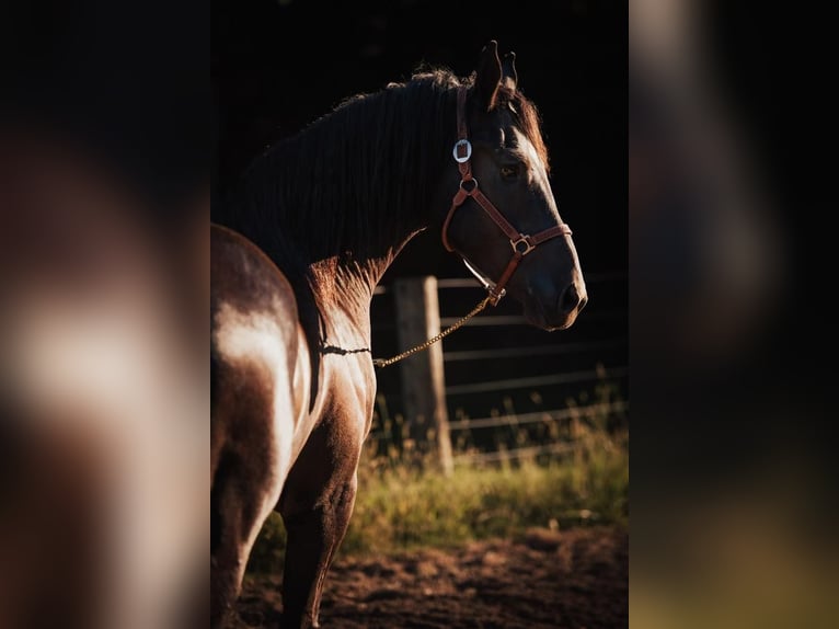 Frisone / Frisone Occidentale Mix Castrone 4 Anni 165 cm Morello in Mount Vernon, MO