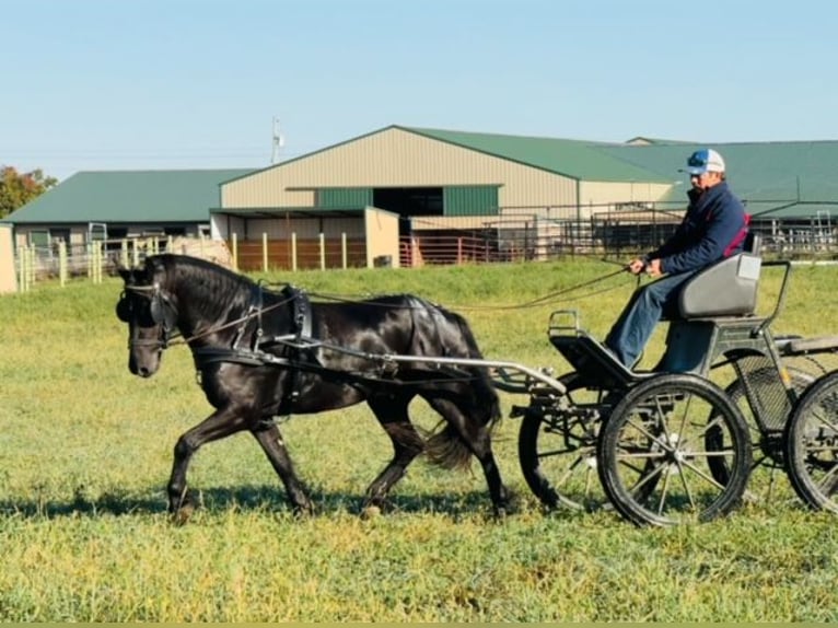 Frisone / Frisone Occidentale Mix Castrone 5 Anni 150 cm Morello in Cambridge, IA