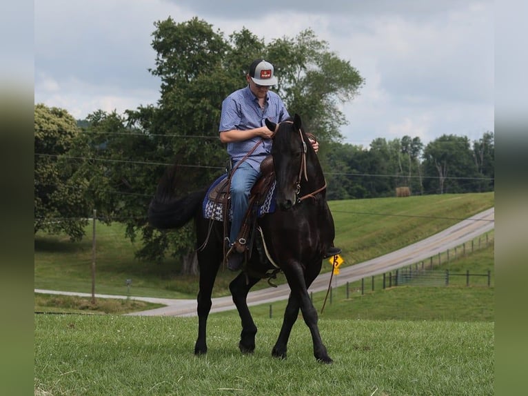 Frisone / Frisone Occidentale Castrone 5 Anni 155 cm Morello in Parkers Lake KY