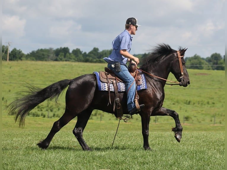 Frisone / Frisone Occidentale Castrone 5 Anni 155 cm Morello in Parkers Lake KY